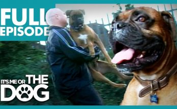 boxer dog traits, boxer dog training, boger dog facts