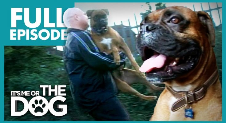 boxer dog traits, boxer dog training, boger dog facts